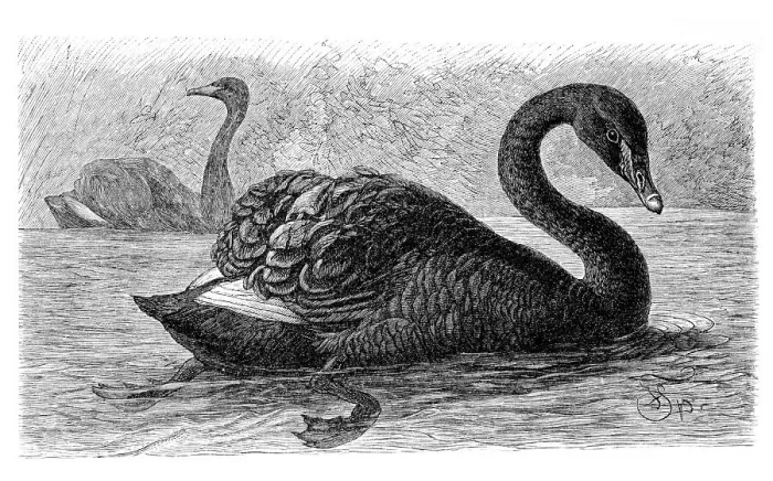 Framed Print : Black swan (Cygnus atratus), historical illustration