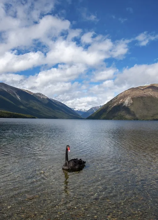 Framed Print : Black swan (Cygnus atratus) at Lake Rotoiti