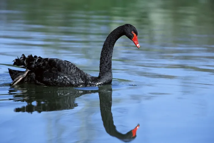 Framed Print : Black swan (Cygnus atratus), lateral view Framed Print : Black swan (Cygnus atratus), lateral view