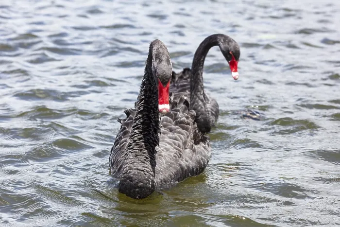 Framed Print : Black Swan (Cygnus atratus), Rotorua