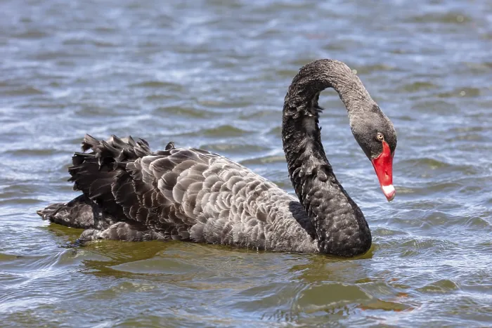 Framed Print : Black Swan (Cygnus atratus), Rotorua