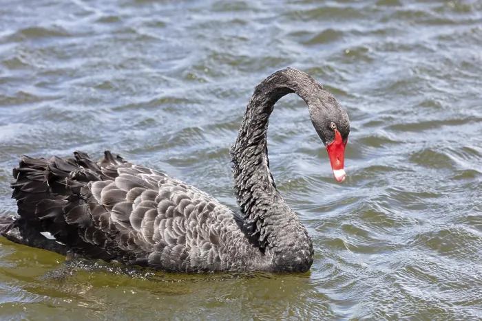 Framed Print : Black Swan (Cygnus atratus), Rotorua