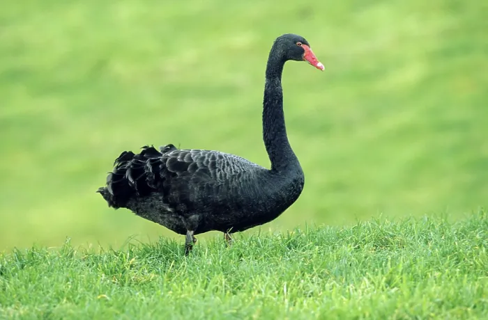 Framed Print : Black Swan (Cygnus atratus), standing in a meadow Framed Print : Black Swan (Cygnus atratus), standing in a meadow