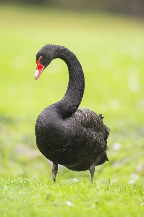 Framed Print : Black swan (Cygnus atratus) standing on a meadow Framed Print : Black swan (Cygnus atratus) standing on a meadow
