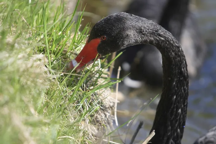Framed Print : Black swan eating the grass Framed Print : Black swan eating the grass