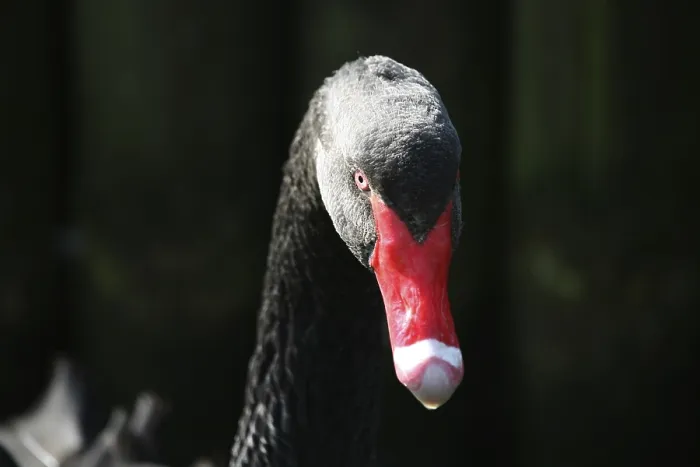 Framed Print : The black swan is the only swan that is almost completely black