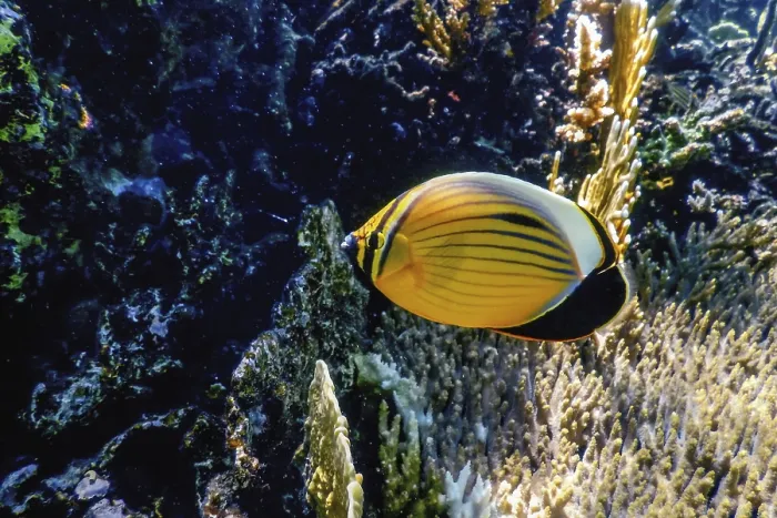 Framed Print : Black tailed butterflyfish (Chaetodon austriacus) Polyp butterflyfish Framed Print : Black tailed butterflyfish (Chaetodon austriacus) Polyp butterflyfish