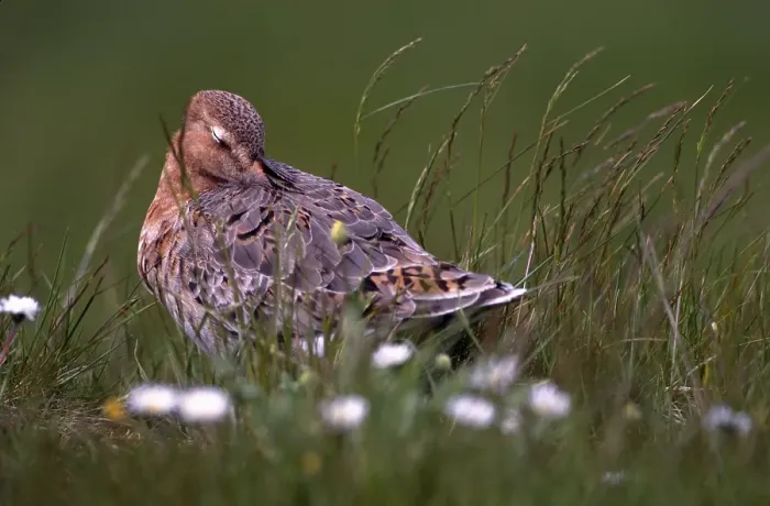 Framed Print : Black-tailed Godwit, adult bird sitting in grasland