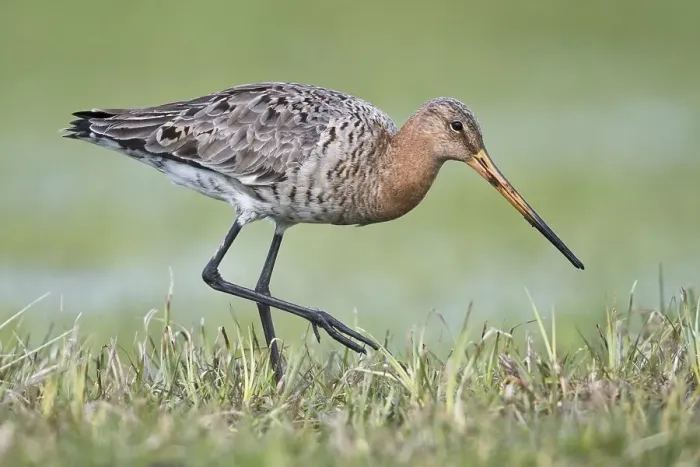 Framed Print : Black-tailed godwit (Limosa limosa) Framed Print : Black-tailed godwit (Limosa limosa)
