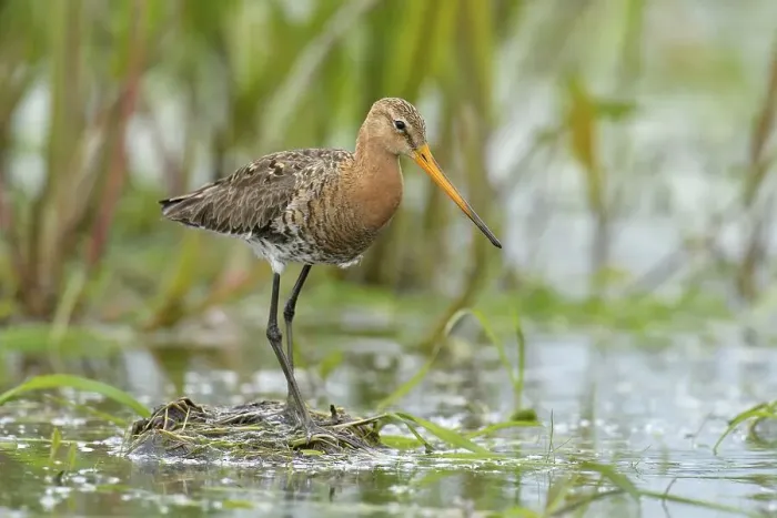 Framed Print : Black-tailed Godwit (Limosa limosa) Framed Print : Black-tailed Godwit (Limosa limosa)