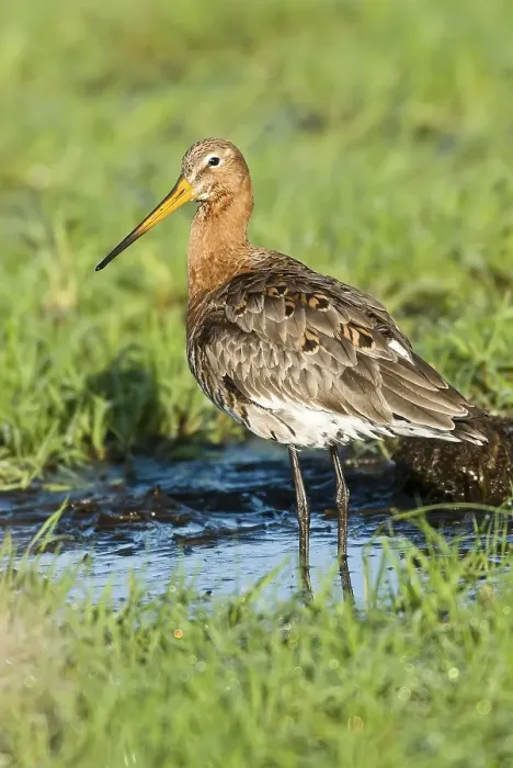 Framed Print : Black-tailed Godwit (Limosa limosa) Framed Print : Black-tailed Godwit (Limosa limosa)