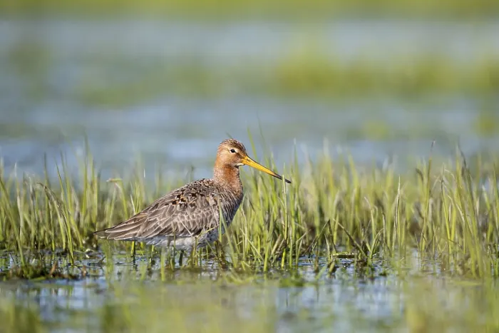 Framed Print : Black-tailed godwit (Limosa limosa)