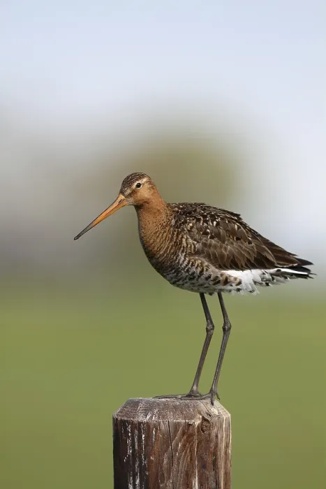 Framed Print : Black-tailed Godwit (Limosa limosa)