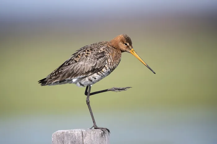 Framed Print : Black-tailed godwit (Limosa limosa)