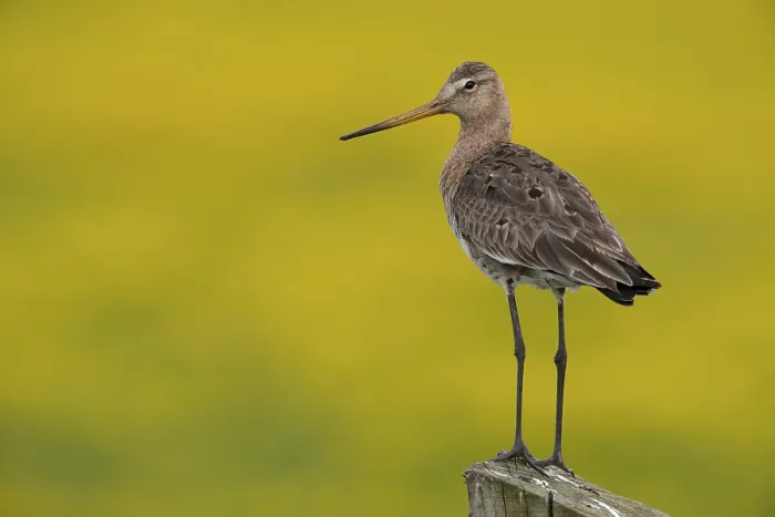 Framed Print : Black-tailed Godwit (Limosa limosa) Framed Print : Black-tailed Godwit (Limosa limosa)