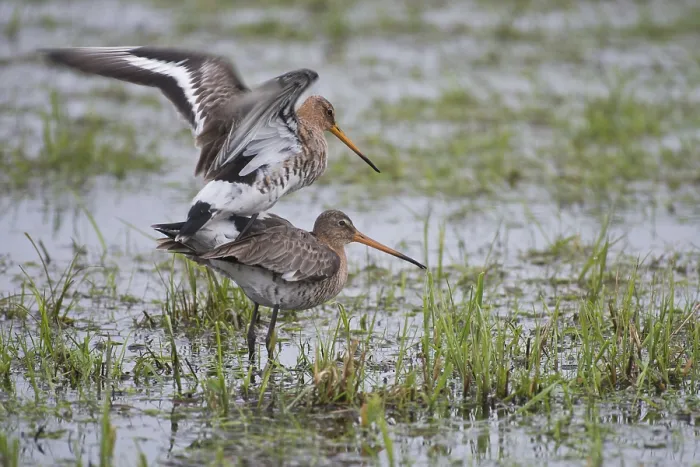 Framed Print : Black-tailed godwit (Limosa limosa)
