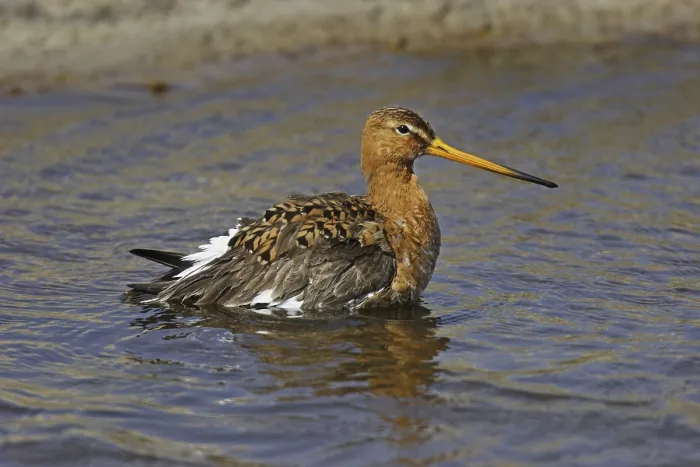 Framed Print : Black-tailed godwit, Limosa limosa Framed Print : Black-tailed godwit, Limosa limosa