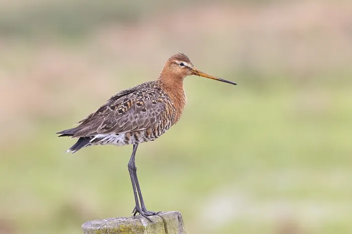 Framed Print : Black-tailed godwit (limosa limosa) Framed Print : Black-tailed godwit (limosa limosa)
