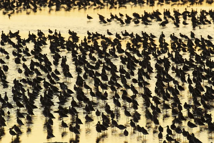 Framed Print : Black tailed godwit (Limosa limosa) adult wading birds in a flock in a shallow lagoon at high tide silhouette at sunset