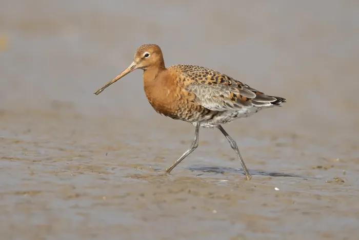 Framed Print : Black tailed godwit (Limosa limosa) adult male wading bird in summer plumage on a coastal mudflat Framed Print : Black tailed godwit (Limosa limosa) adult male wading bird in summer plumage on a coastal mudflat
