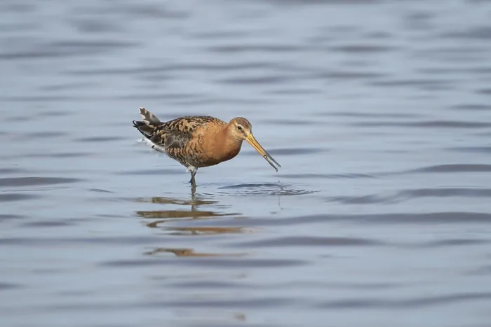 Framed Print : Black tailed godwit (Limosa limosa) adult male wading bird in summer plumage feeding in a lagoon