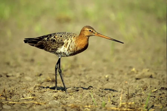 Framed Print : Black-tailed Godwit (Limosa limosa) cock on a field