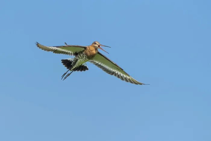 Framed Print : Black-tailed godwit (Limosa limosa) in flight