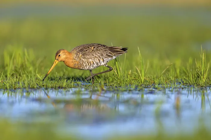 Framed Print : Black-tailed godwit (Limosa limosa) looking for food in wet grass