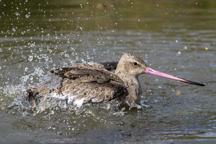 Framed Print : Black-tailed godwit (Limosa limosa) in non-breeding plumage bathing in water of pond Framed Print : Black-tailed godwit (Limosa limosa) in non-breeding plumage bathing in water of pond