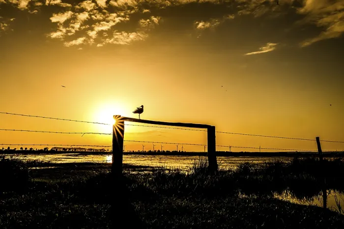 Framed Print : A black-tailed godwit (Limosa limosa) sits on a fence in the golden light of sunset