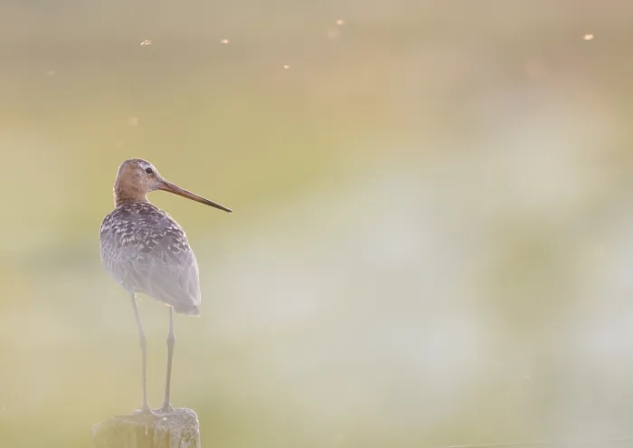 Framed Print : Black-tailed godwit (Limosa limosa) standing on a pole in a pastel-coloured landscape
