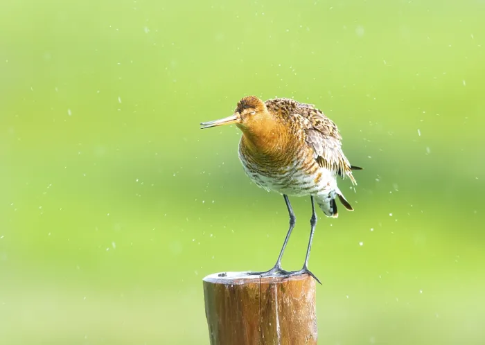 Framed Print : Black-tailed godwit (Limosa limosa) standing on a pole in the rain