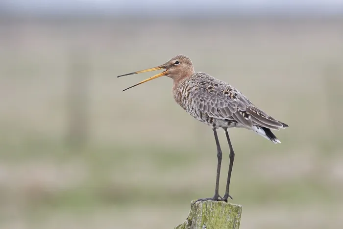 Framed Print : Black-tailed Godwit (Limosa limosa) standing on a wooden pole Framed Print : Black-tailed Godwit (Limosa limosa) standing on a wooden pole