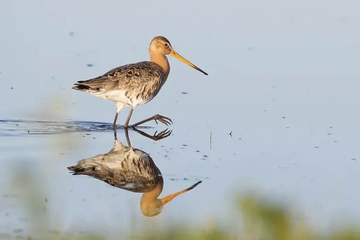 Framed Print : Black-tailed Godwit (Limosa limosa) wading in water