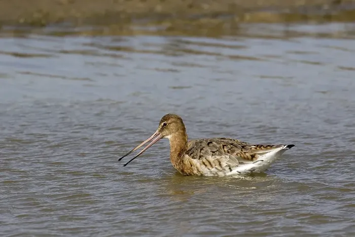 Framed Print : Black-tailed Godwit moults into summer plumage