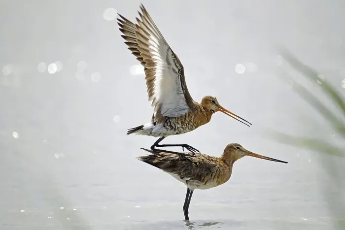 Framed Print : Black-tailed Godwits (Limosa limosa)