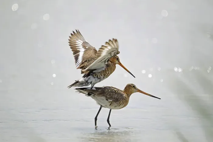 Framed Print : Black-tailed Godwits (Limosa limosa)