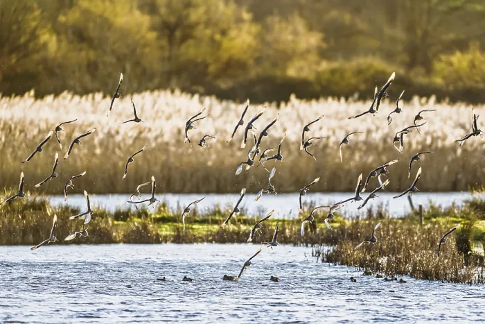 Framed Print : Black-tailed Godwits, Limosa limosa