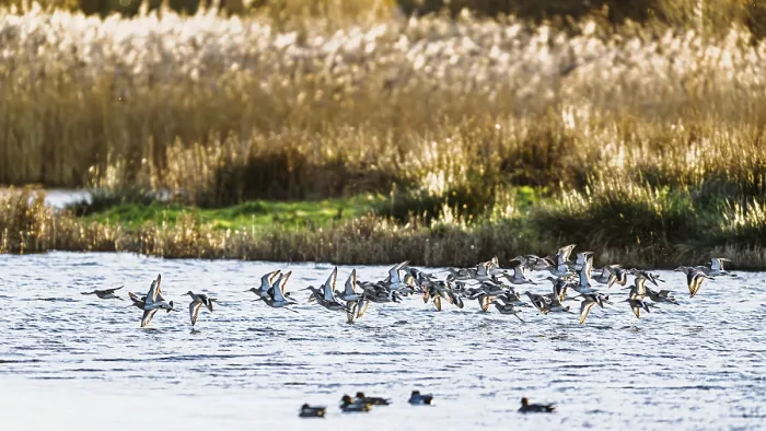 Framed Print : Black-tailed Godwits, Limosa limosa Framed Print : Black-tailed Godwits, Limosa limosa
