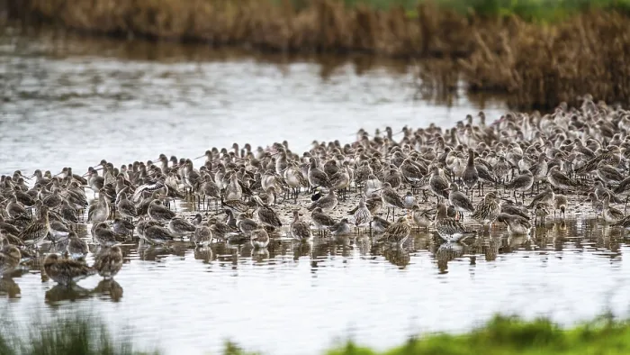 Framed Print : Black-tailed Godwits, Limosa limosa Framed Print : Black-tailed Godwits, Limosa limosa
