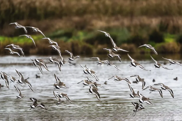 Framed Print : Black-tailed Godwits, Limosa limosa Framed Print : Black-tailed Godwits, Limosa limosa