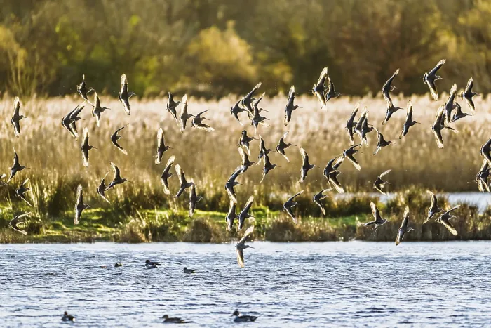 Framed Print : Black-tailed Godwits, Limosa limosa