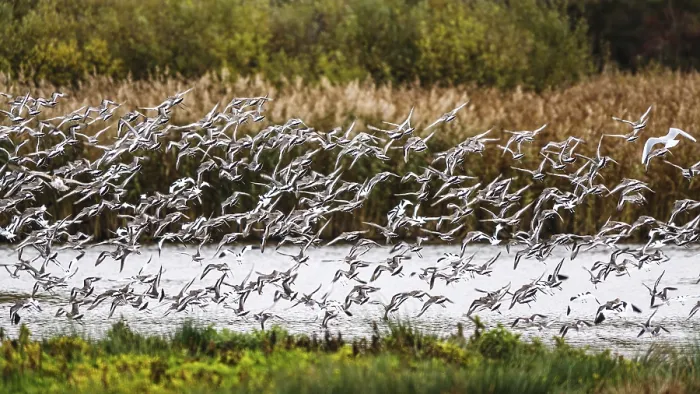 Framed Print : Black-tailed Godwits, Limosa limosa