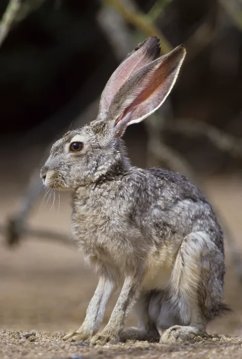 Framed Print : Black-tailed jackrabbit (Lepus californicus)