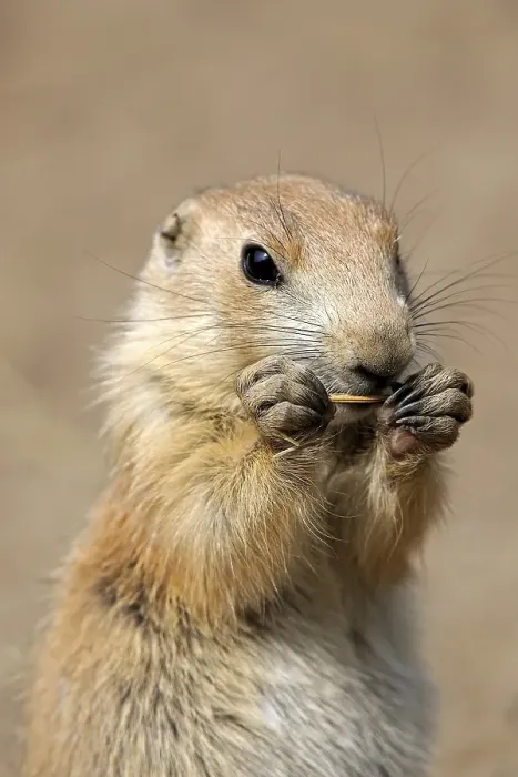 Framed Print : Black-tailed Prairie Dog (Cynomys ludovicianus)