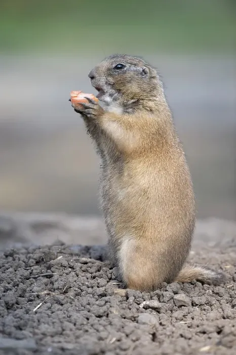Framed Print : Black-tailed Prairie Dog (Cynomys ludovicianus)