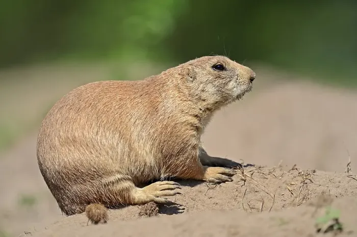 Framed Print : Black-tailed Prairie Dog (Cynomys ludovicianus)