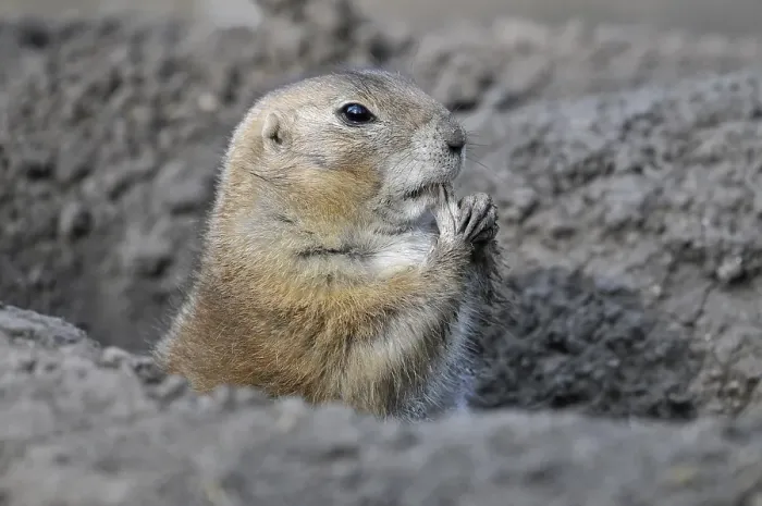 Framed Print : Black-tailed Prairie Dog (Cynomys ludovicianus)