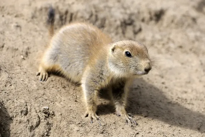 Framed Print : Black-tailed Prairie Dog (Cynomys ludovicianus)
