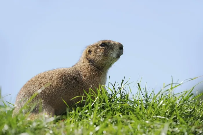 Framed Print : Black-tailed prairie dog (Cynomys ludovicianus)